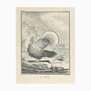 Carl Guttenberg, Le Dindon, Radierung, 1771