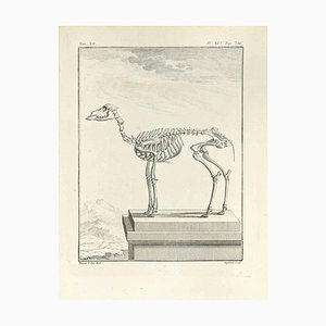 Antoine Defehrt, The Skeleton, Etching, 1771