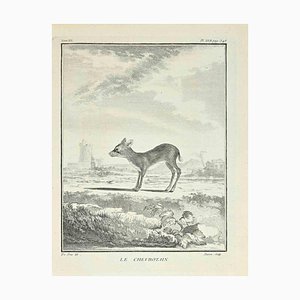 Jacques Baron, Le Chevrotain, Etching, 1771