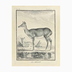 Claude Jardinier, Le Cariacou, Etching, 1771