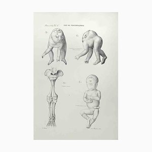 Ottavio Muzzi, Conformation Defects, Lithograph, 1843