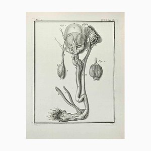 Pierre Francois Basan after Founan, Anatomy of Animals, Etching, 1771