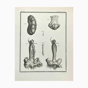 Marcel Gaillard, Anatomía de los animales, Grabado, 1771
