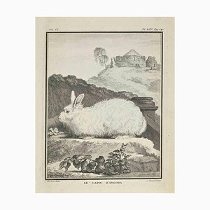 Jean Charles Baquoy, Le Lapin D'Angora, Etching, 1771
