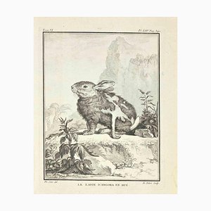 Antoine Defehrt, Le Lapin D'Angora en Mue, Etching, 1771
