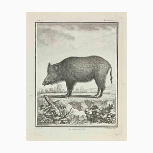 Pierre Francois Tardieu, Le Sanglier, Etching, 1771