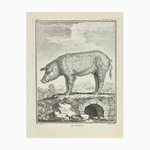 Jean Moitte, Le Verrat, Etching, 1771
