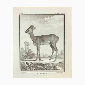 Jean Charles Baquoy, Le Chevreuil, Etching, 1771