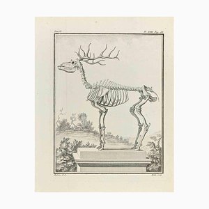 Jean Moitte, Skeleton, Etching, 1771