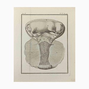 Marcel Gaillard, Interior of Animals, Etching, 1771