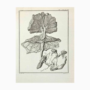 Pierre Francois Basan after Founan, Anatomy of Animals, Etching, 1771