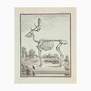 Louis Simon Lempereur, Skeleton, Etching, 1771