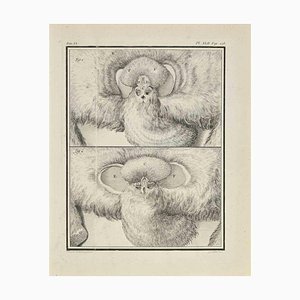 Marcel Gaillard, Anatomy of Animals, Etching, 1771
