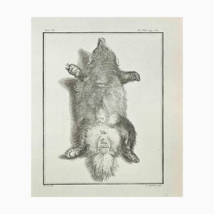 Louis Legrand, Anatomie der Tiere, Radierung, 1771
