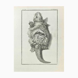 Jean Charles Baquoy, Anatomy of Animals, Etching, 1771