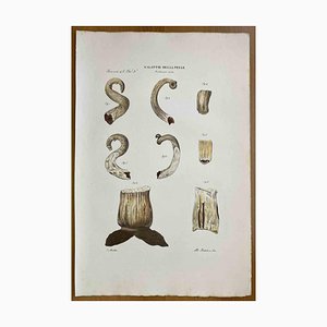 Ottavio Muzzi, Diseases of Skin, Lithograph, 1843