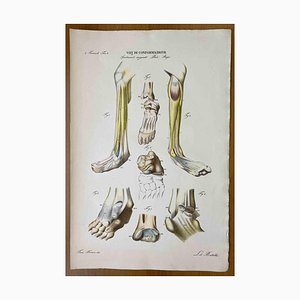 Ottavio Muzzi, Conformation Defects, Lithograph, 1843