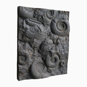 Cast Iron Plate Decorated with Ammonite Fossils, 1960s