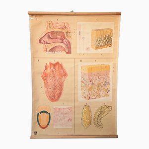 Vintage Teaching Board Tongue & Nose, 1950s