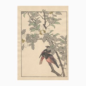 Imao Keinen, Alpine Accentors from Keinen Kacho Gafu, 1892, Woodblock Print