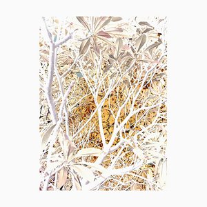 Sumit Mehndiratta, Peaking Autumn, 2023, Archival Pigment Print on Canvas