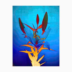 Sumit Mehndiratta, Blue Flame Lily, 2023, Archival Pigment Print on Canvas