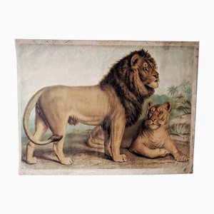 Antique Lion & Lioness Original Educational Wall Chart by A. Pichlers Witwe & Sohn, Vienna, 19th Century