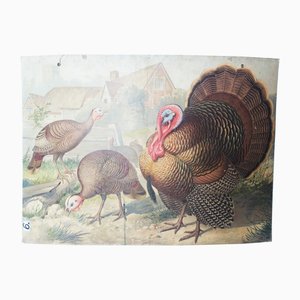 Antique Educational Wall Chart, Lithograph, Turkey, 19th Century