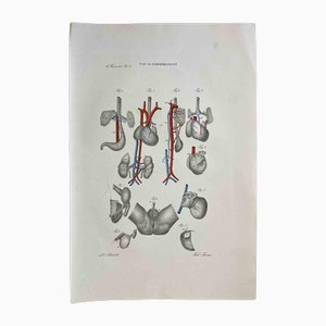Ottavio Muzzi, Conformation Defects, Lithograph, 1843