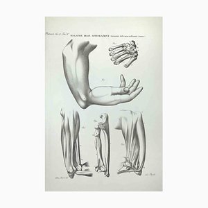 Ottavio Muzzi, Joint Diseases, Lithograph, 1843