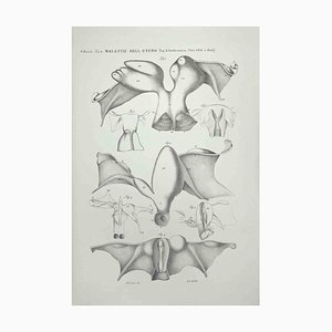 Ottavio Muzzi, Diseases of the Uterus, Lithograph, 1843