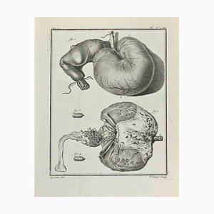 Juste Chevillet, Animal's Anatomy, Etching, 1771