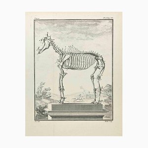 Jean Moitte, Skeleton, Etching, 1771