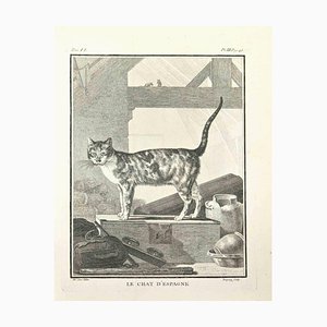 Jean Charles Baquoy, Le Chat d'Espagne, Etching, 1771