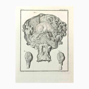 Jean Charles Baquoy, Animals' Anatomy, Etching, 1771