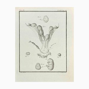 Antoine Defehrt, Anatomy of Animals, Etching, 1771