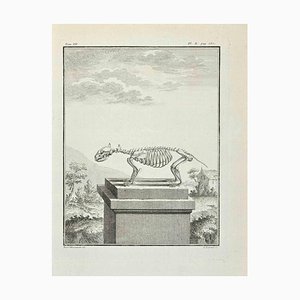 Louis Legrand, Anatomy of Animals, Etching, 1771