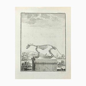 Louis Legrand, Skeleton, Etching, 1771