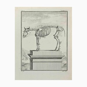 Jean Moitte, Skelett, Radierung, 1771