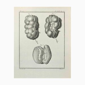 François Basan, Anatomy, Etching by François Basan, 1771