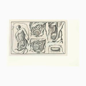 Lorenz Heister, Human Anatomy, Etching, 1750