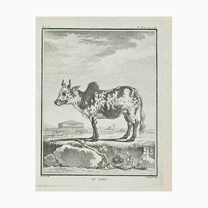 Jean Charles Baquoy, Le Zebu, Etching, 1771