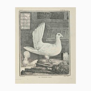 Jacques Menil, Le Pigeon-Paon, grabado, 1771