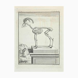 Ferdinand Gaillard, Anatomie, Radierung, 1771