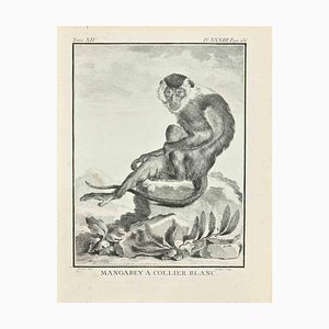 Claude Jardinier, Mangabey, Etching, 1771
