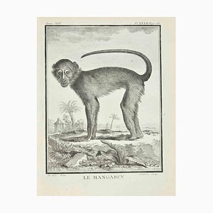 Claude Jardinier, Le Mangabey, Etching, 1771