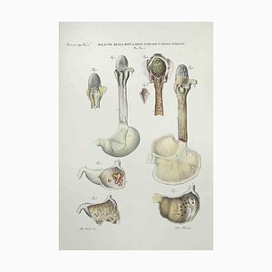 Ottavio Muzzi, Mouth, Esophagus and Stomach Diseases, Lithograph, 1843