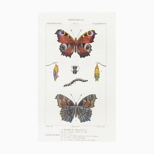 Pierre Jean François Turpin, Lepidoptera, Zoology, Plate 171, Etching, 1831