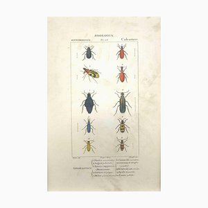Pierre Jean François Turpin, Coleoptera Zoology Plate 153, Etching, 1831