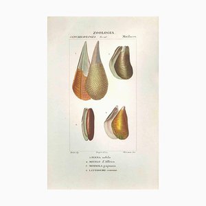 Pierre Jean François Turpin, Mitilacei-Mytila-Zoology-Plate 298, Etching, 1831